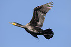 fliegender Kormoran