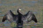 Kormoran