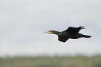 Kormoran