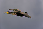 Kormoran