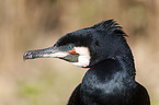 Kormoran