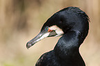 Kormoran