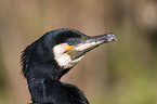 Kormoran