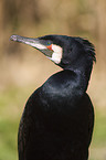 Kormoran