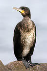 Kormoran