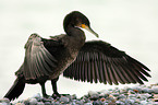 Kormoran