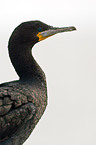 Kormoran