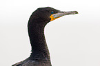 Kormoran