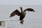 Kormoran