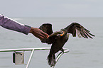 Kormoran