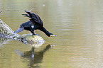 Kormoran