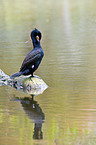 Kormoran