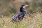 Kormoran