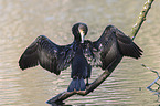 Kormoran