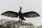 Kormoran