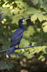 Kormoran