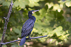 Kormoran