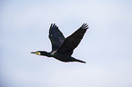 Kormoran