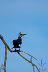 Kormoran