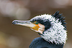 Kormoran