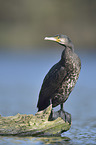 stehender Kormoran