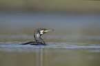 schwimmender Kormoran