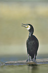 stehender Kormoran