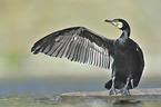 stehender Kormoran