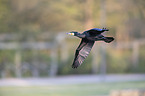 fliegender Kormoran