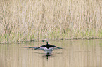 fliegender Kormoran