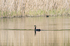 schwimmender Kormoran