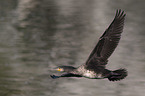 Kormoran