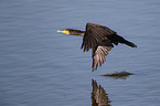 Kormoran