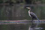 Kormoran