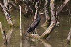 Kormoran