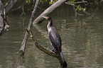 Kormoran