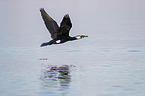 Kormoran