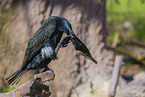 Kormoran