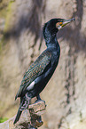 Kormoran