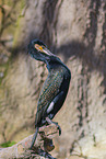 Kormoran