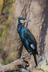 Kormoran