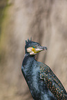 Kormoran