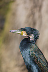 Kormoran