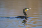 Kormoran