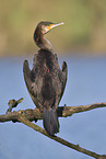 Kormoran