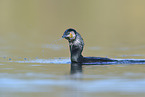 Kormoran