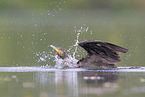 Kormoran