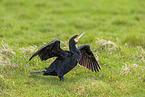 Kormoran