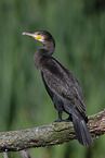 Kormoran
