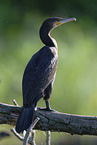 Kormoran